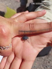 Psectrascelis intricaticollis