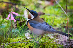 Eastern Spinebill photo 3