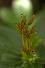 Rhododendron caucasicum