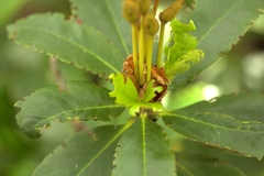 Rhododendron caucasicum