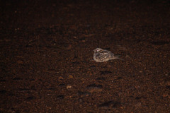 Caprimulgus europaeus