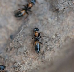 Opisthopsis pictus lepidus