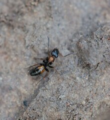 Opisthopsis pictus lepidus