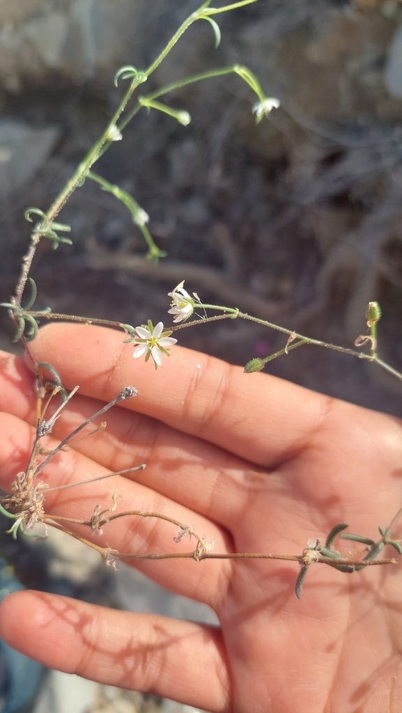 Spergularia stenocarpa