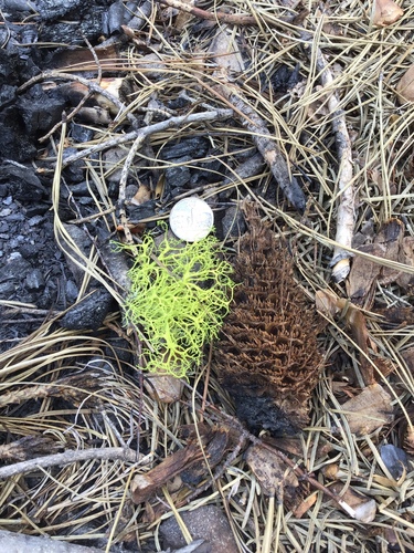 iNaturalist observation photo of wolf lichen