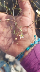 Spergularia stenocarpa