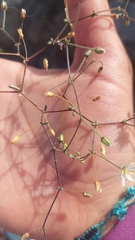 Spergularia stenocarpa