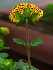 Calceolariaceae