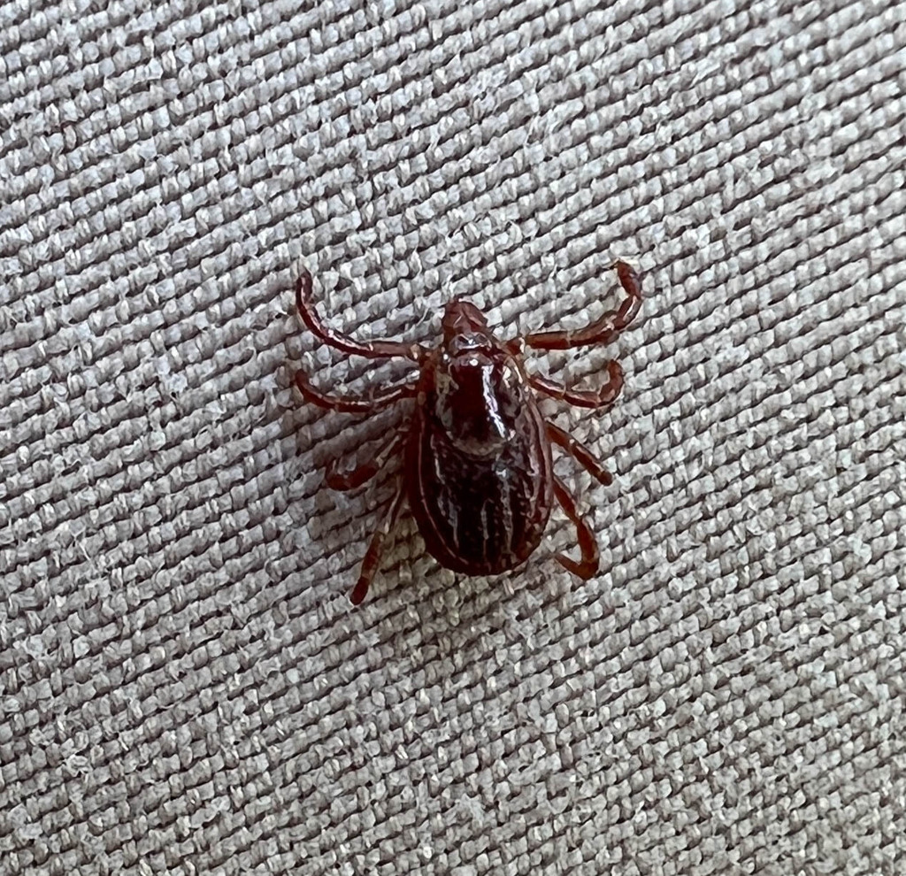 American Dog Tick from Washington, Maryland, United States on July 23 ...