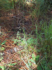 Eragrostis mexicana