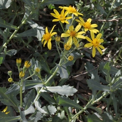 Senecio magnificus