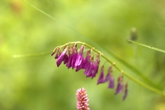 Hedysarum caucasicum