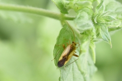 Adelphocoris suturalis