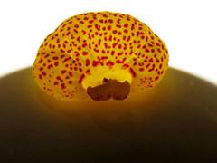 Calceolariaceae