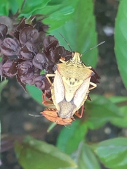 Carpocoris mediterraneus atlanticus