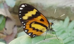 Placidina euryanassa