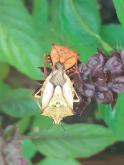 Carpocoris mediterraneus atlanticus