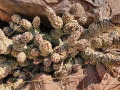 Tephrocactus