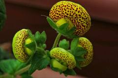Calceolariaceae