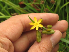 Sisyrinchium tinctorium