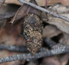 Iridomyrmex rubriceps