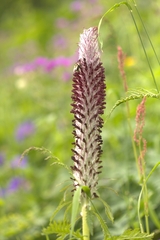 Pedicularis atropurpurea