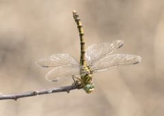 Onychogomphus forcipatus