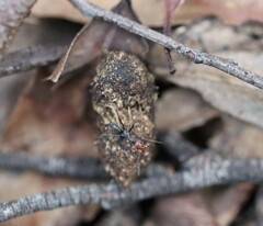 Iridomyrmex rubriceps