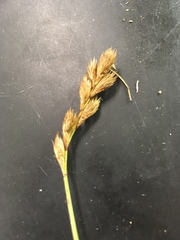 Carex scoparia