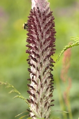 Pedicularis atropurpurea