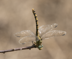 Onychogomphus forcipatus