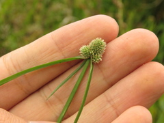 Cyperus hortensis