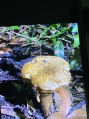 Aureoboletus russellii