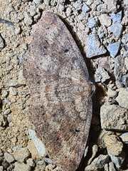 Casbia melanops