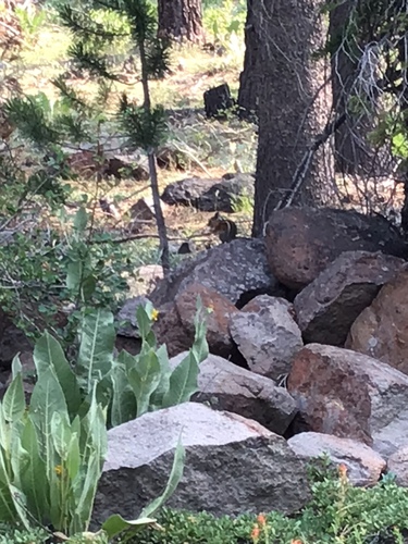 iNaturalist observation photo of Western Chipmunks