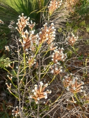 Lysinema pentapetalum