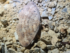 Casbia melanops