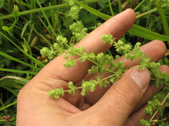 Alchemilla aphanoides