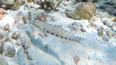 Parapercis millepunctata