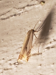 Crambus agitatellus