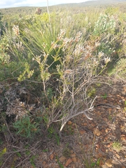 Lysinema pentapetalum