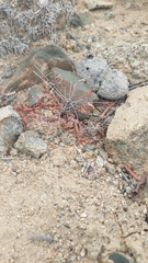 Hoffmannseggia prostrata