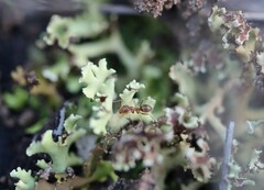 Iridomyrmex pallidus