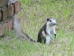 Callosciurus finlaysonii bocourti
