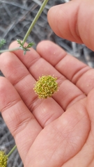 Eremocharis fruticosa