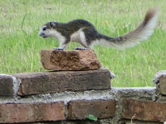 Callosciurus finlaysonii bocourti