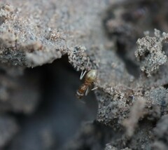 Iridomyrmex pallidus