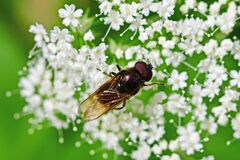 Cheilosia albitarsis