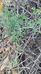 Eremocharis fruticosa