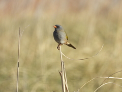 Embernagra platensis